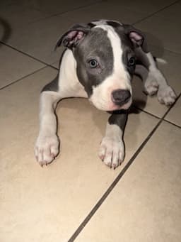 Chloe image 3
