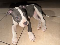 Chloe image 4
