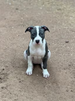 Chloe image 1