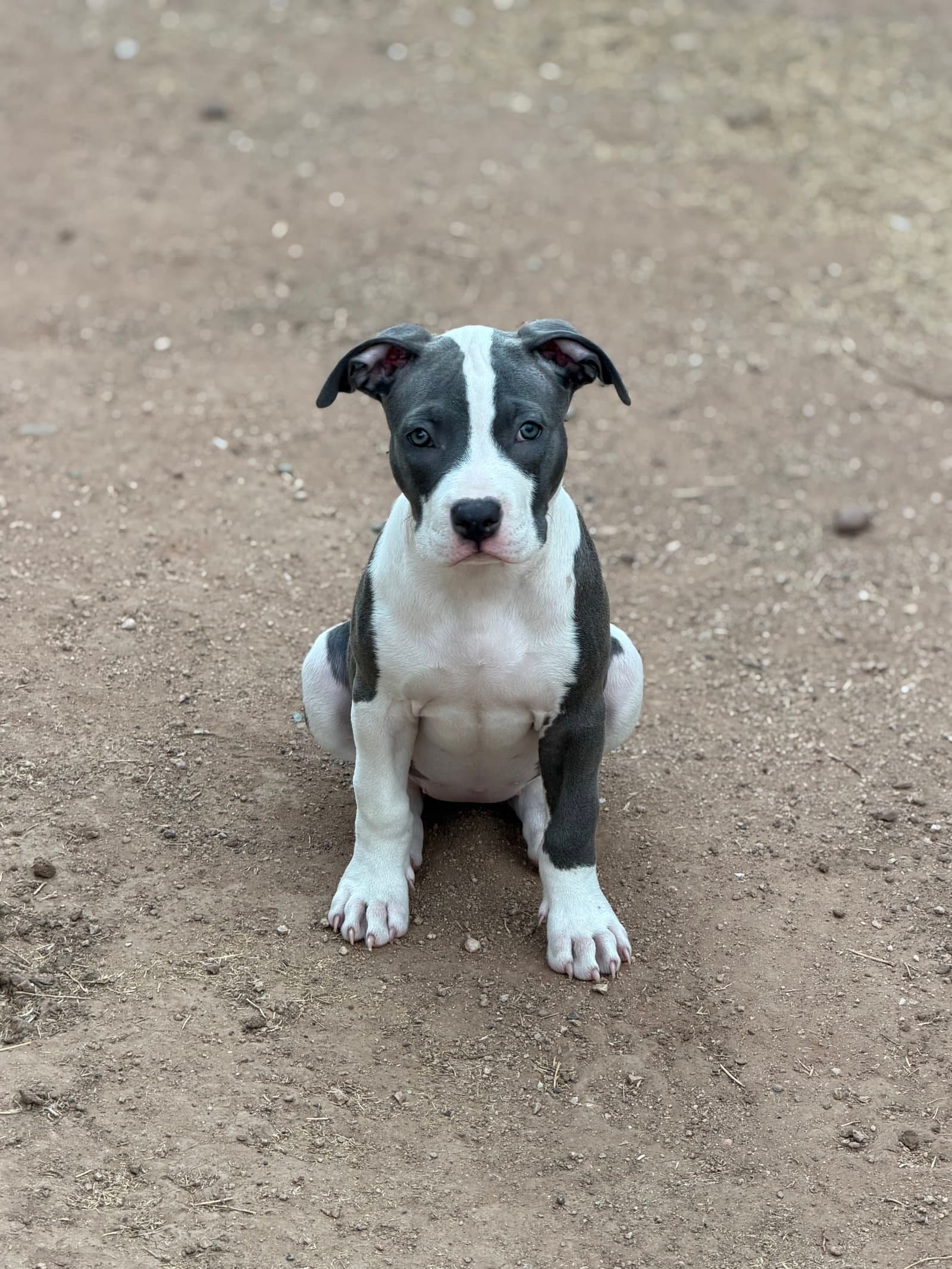 Chloe - American Pit Bull Terrier