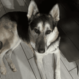 Hugo image 2