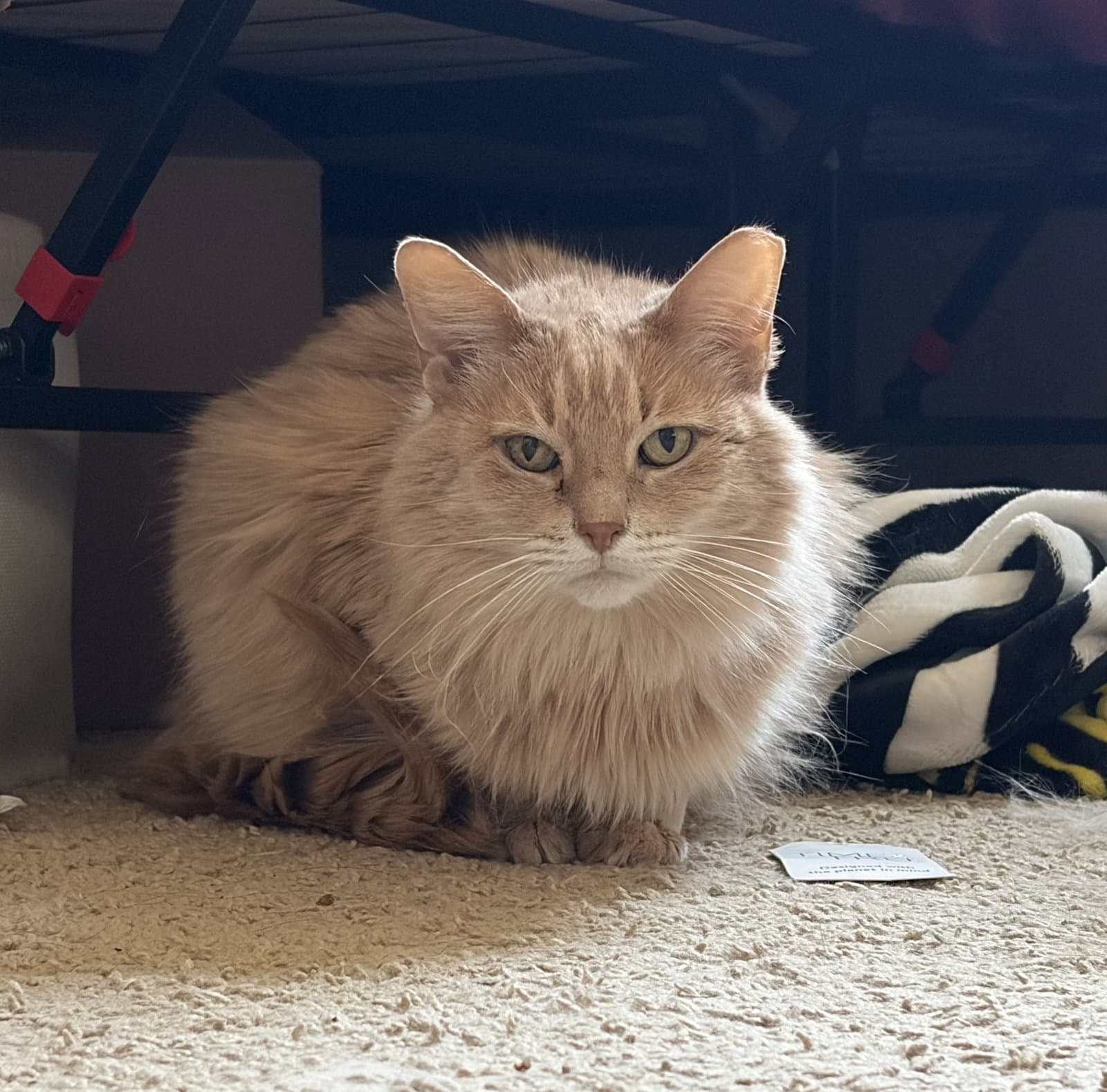 Seamus - Domestic Medium Hair