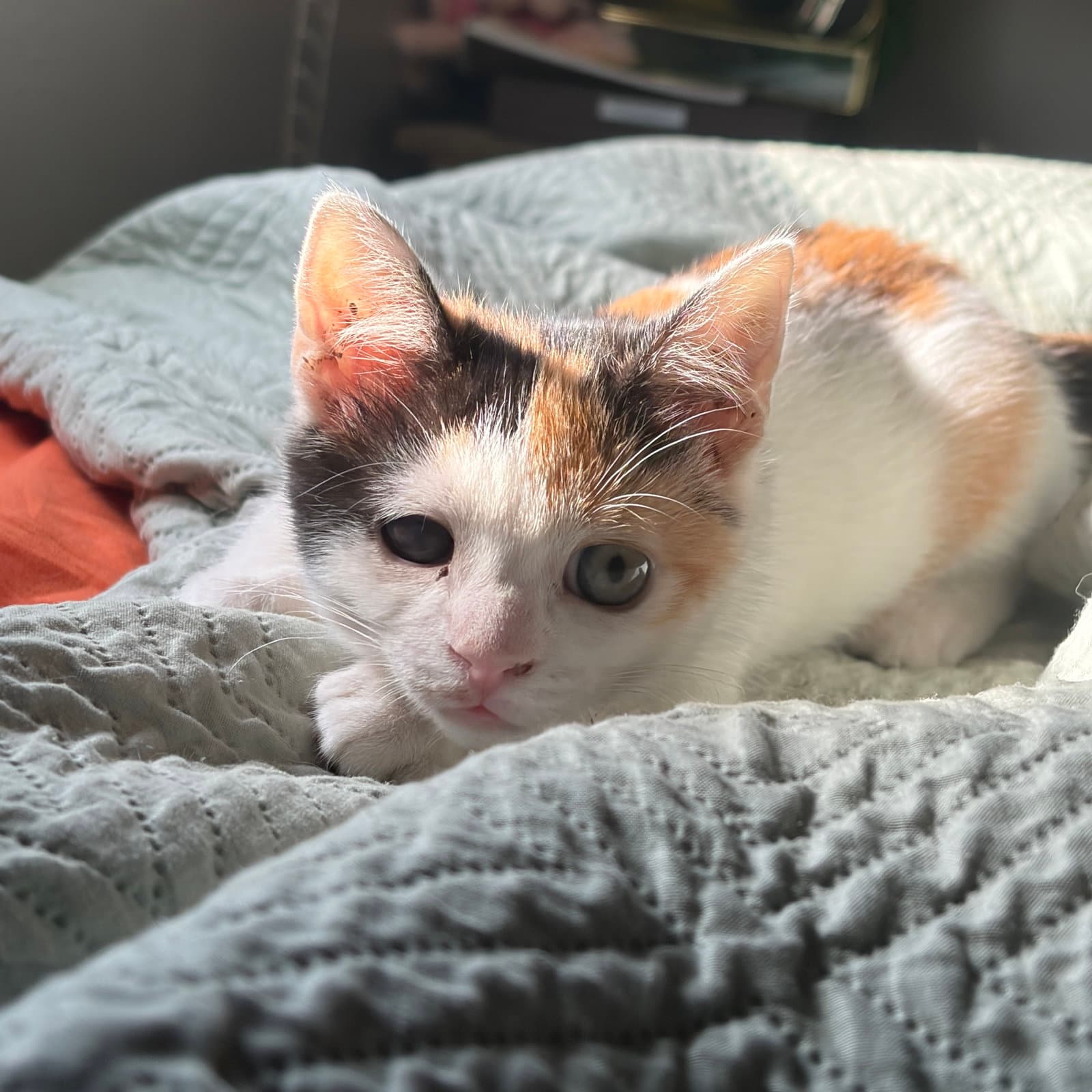 Churu - Domestic Short Hair
