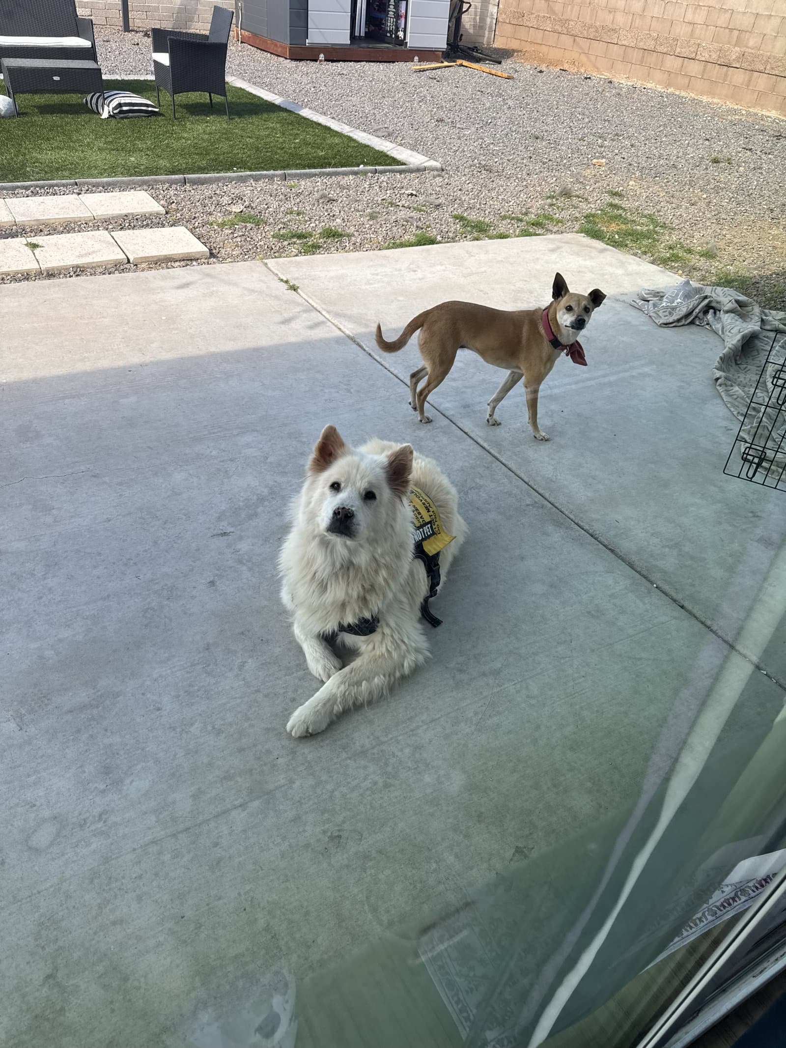 Rocky - Husky