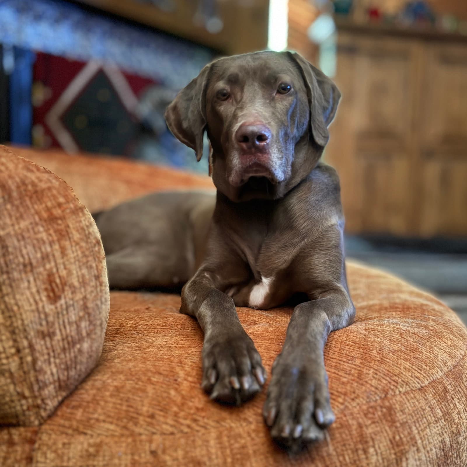 Ella Mae Roo - Labrador Retriever