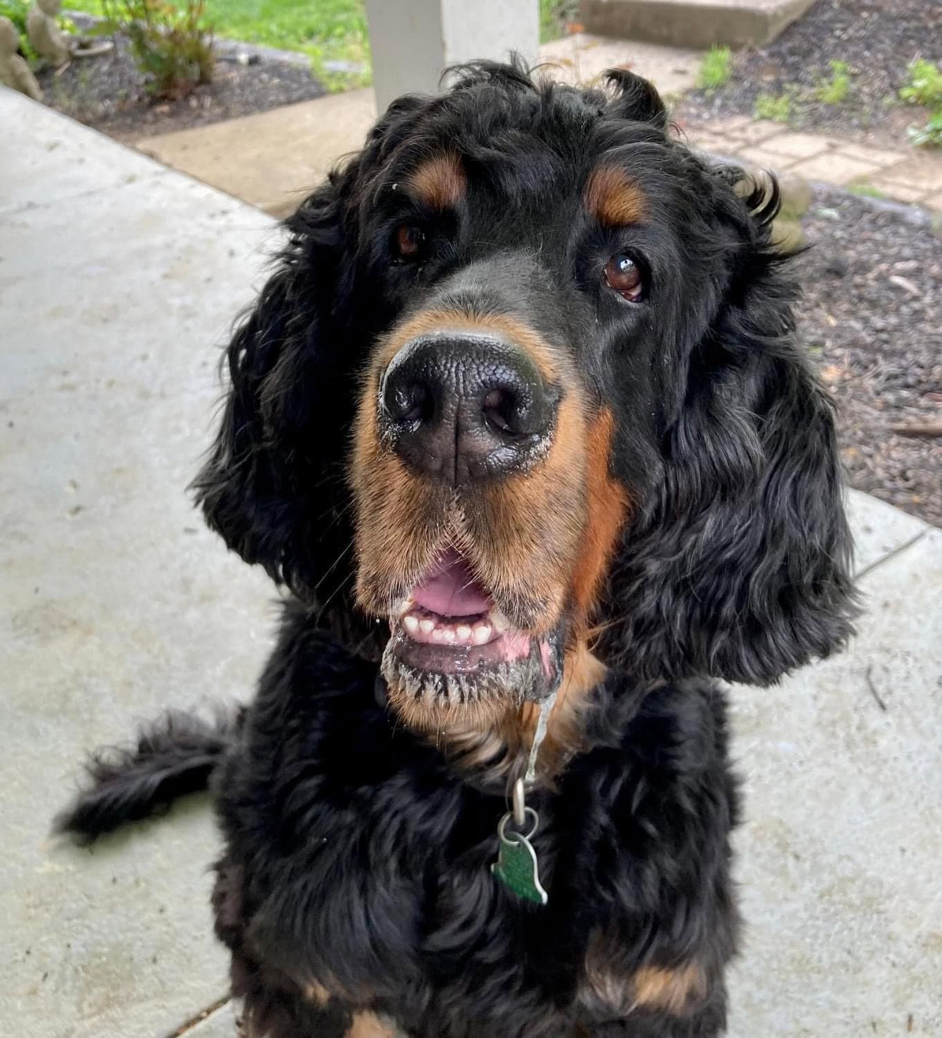 Good Time Charlie - Gordon Setter