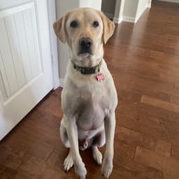 Marley image 1