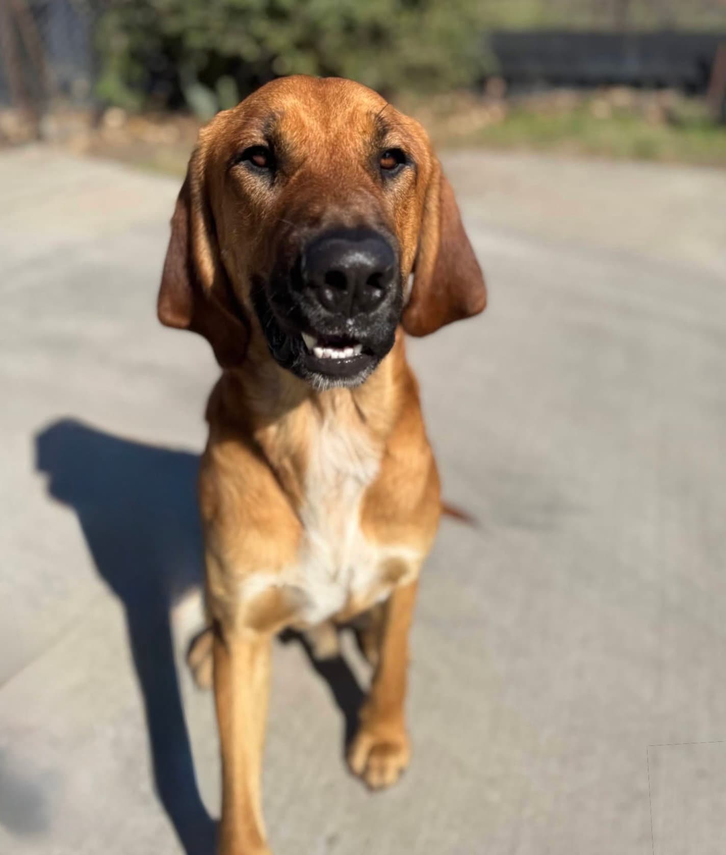 Edgar - Labrador Retriever