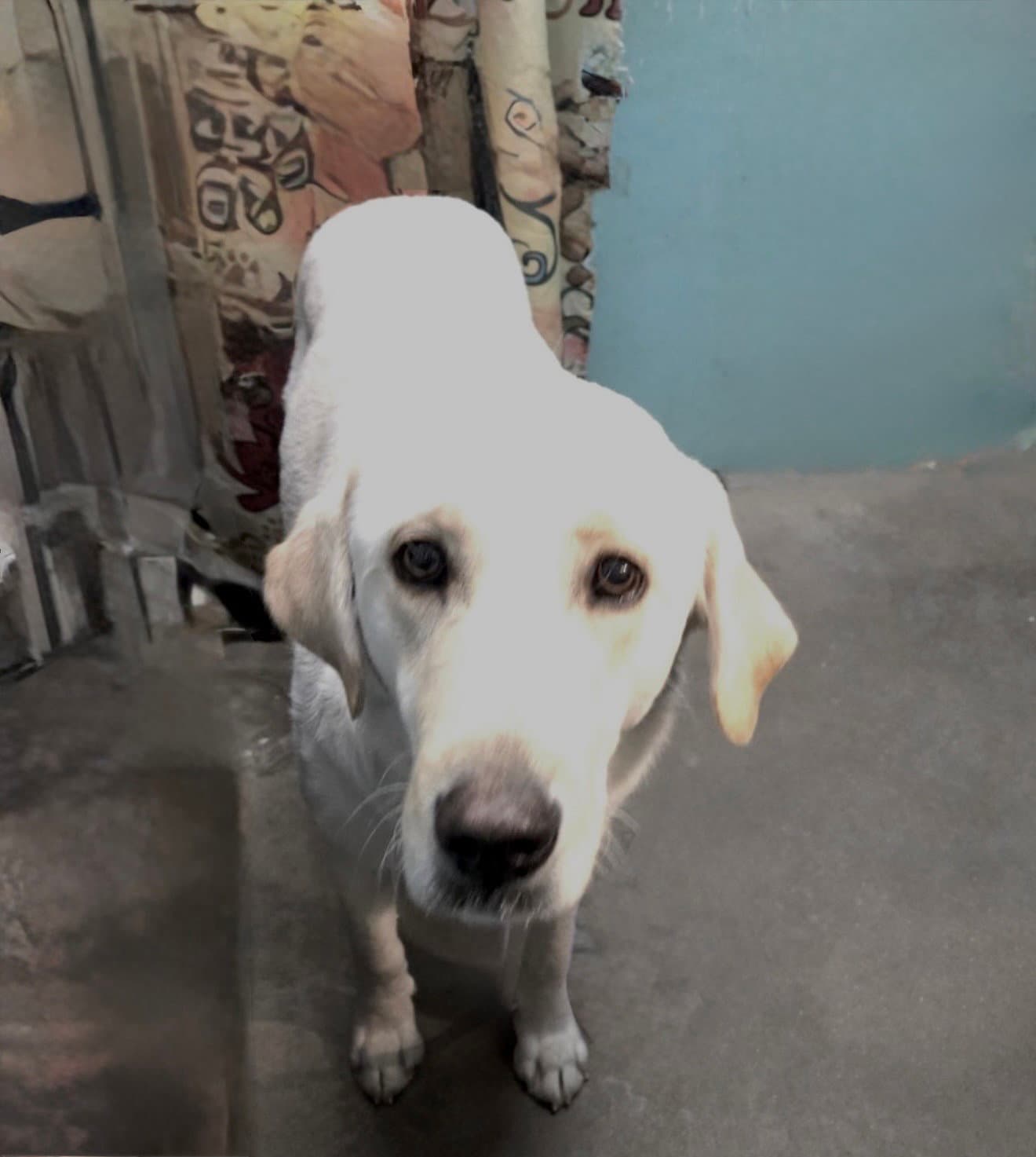 January - Labrador Retriever