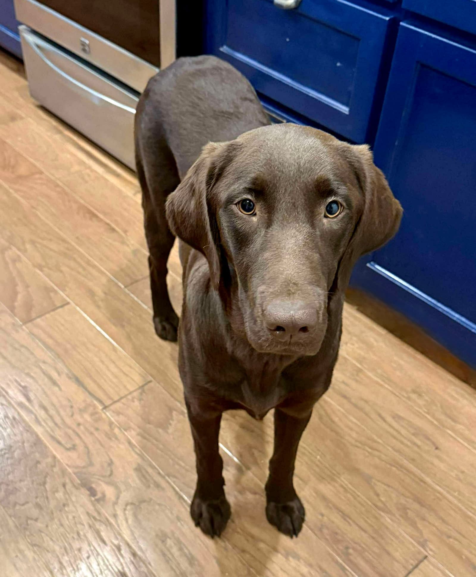 Honey - Labrador Retriever