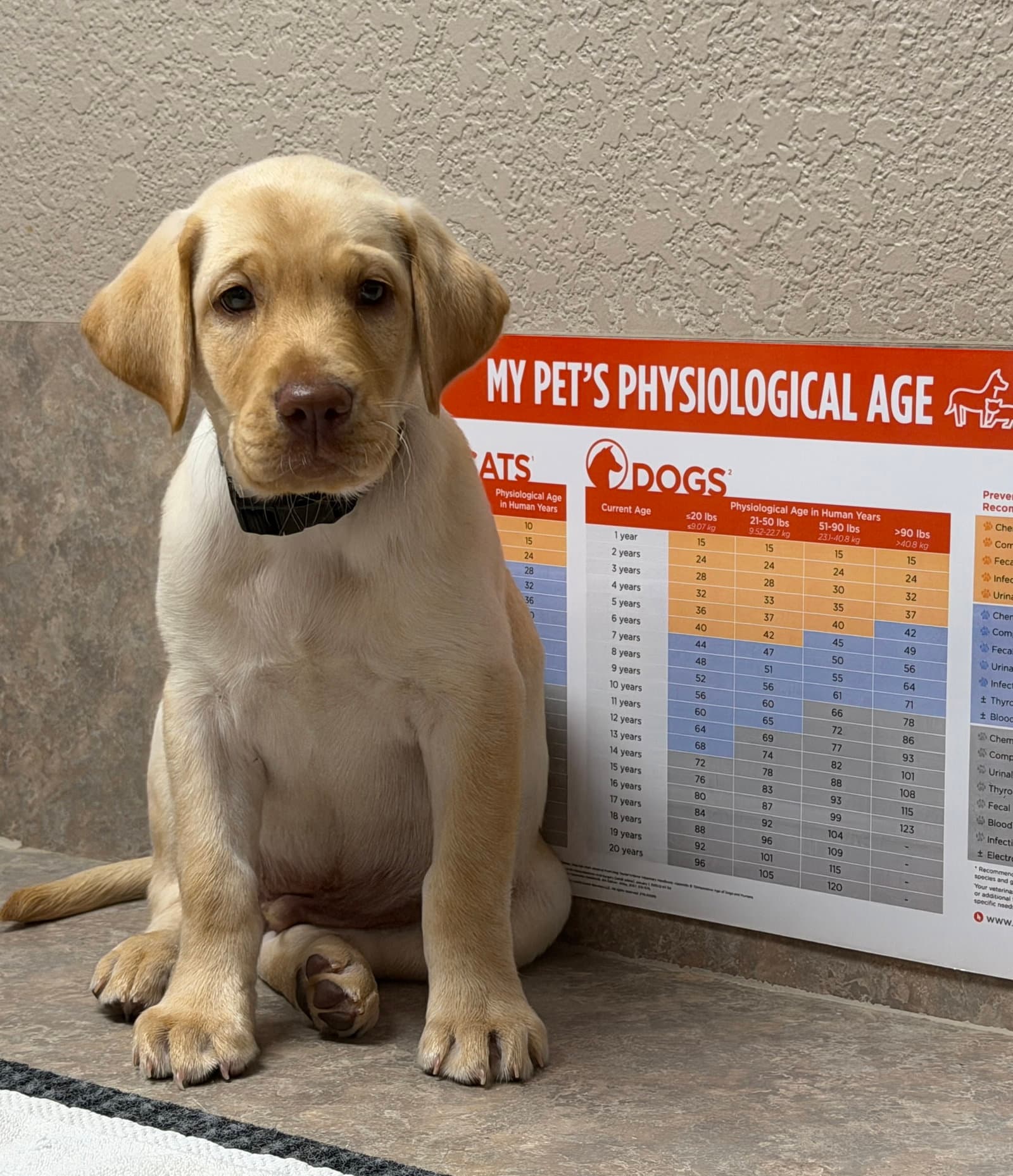 Nelson - Labrador Retriever