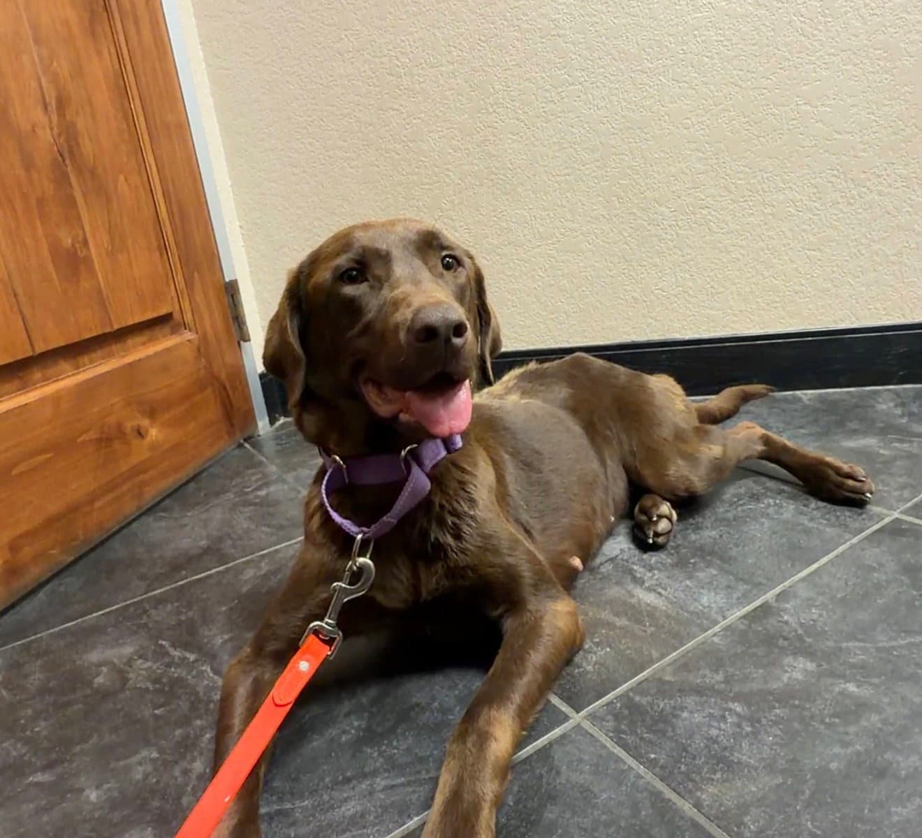 Harper - Labrador Retriever