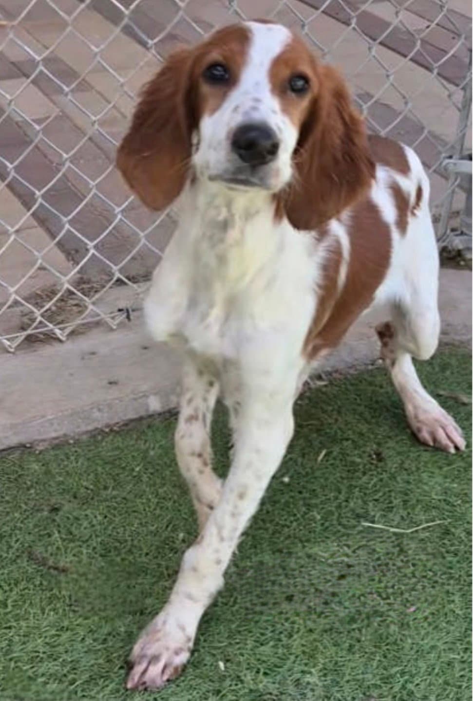Shandy - Irish Setter