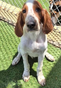 Finnegan image 1