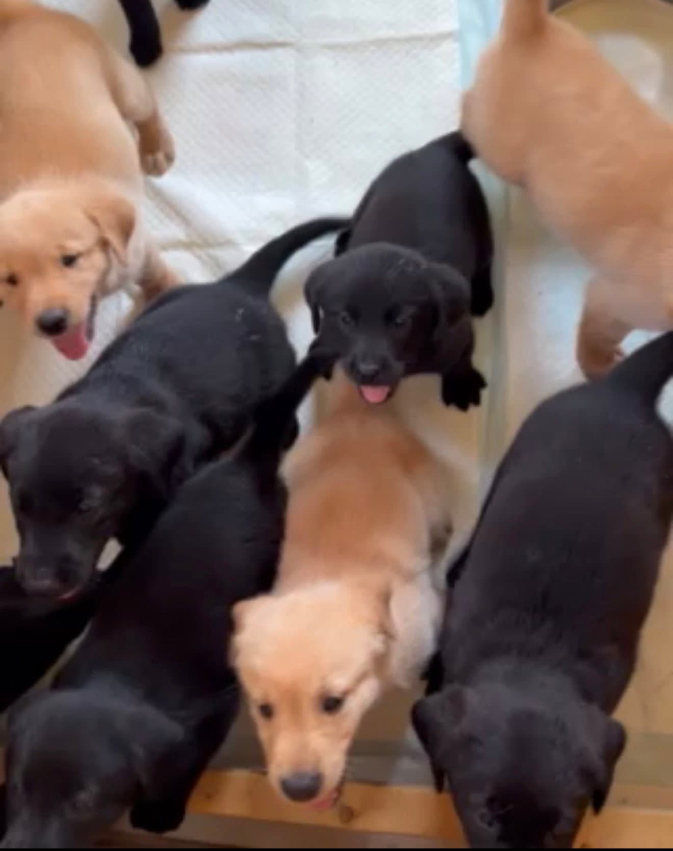 Puppy - Golden Retriever