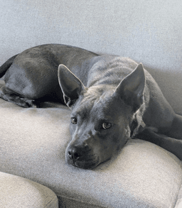 Grey Needs A New Foster By image 4