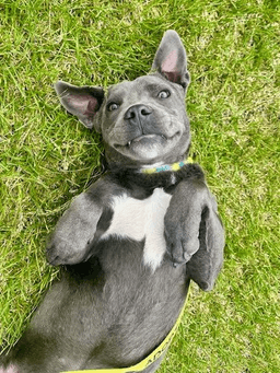 Grey Needs A New Foster By image 1