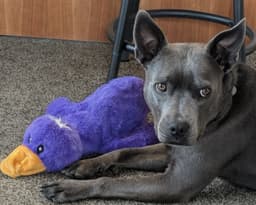 Grey Needs A New Foster By image 2