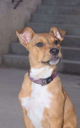 Lizzie image 4