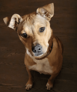 Lizzie image 1