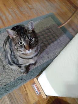 Gemma image 1