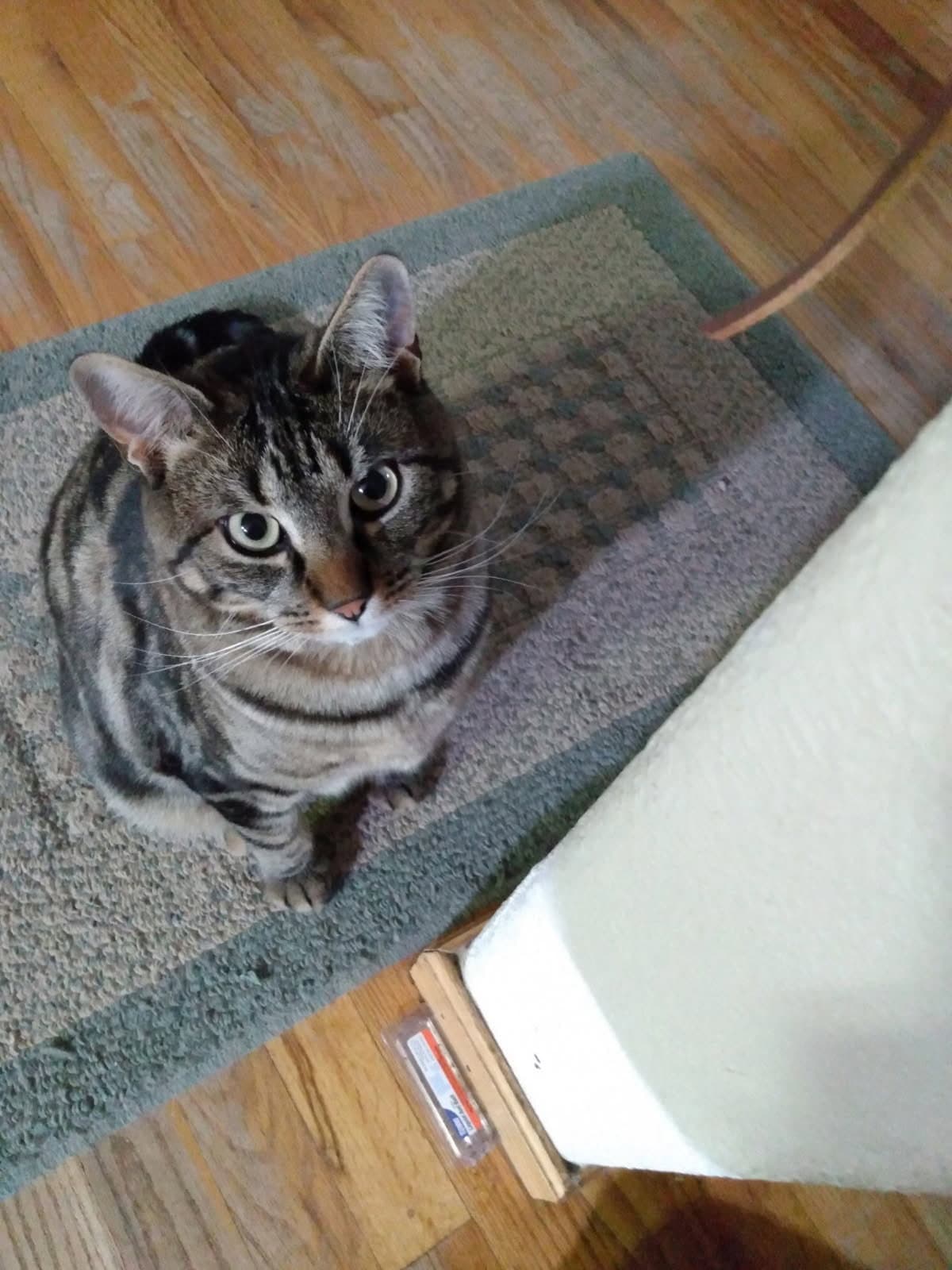 Gemma - Domestic Short Hair