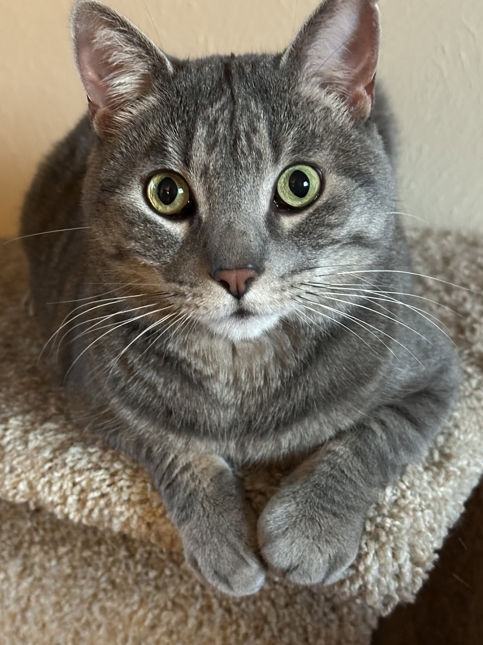 Beasty Boy - Domestic Short Hair