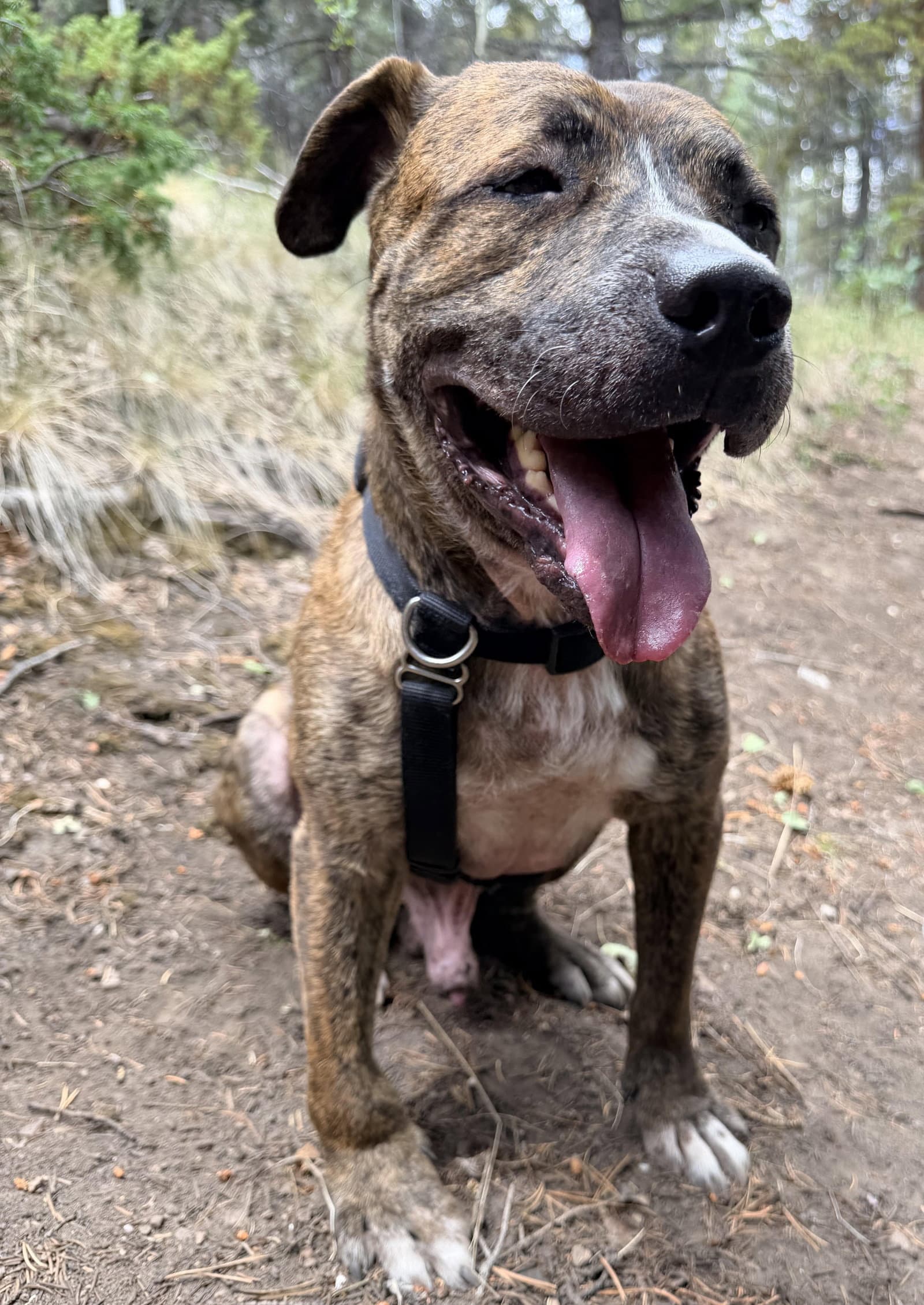 Dinamo - American Staffordshire Terrier