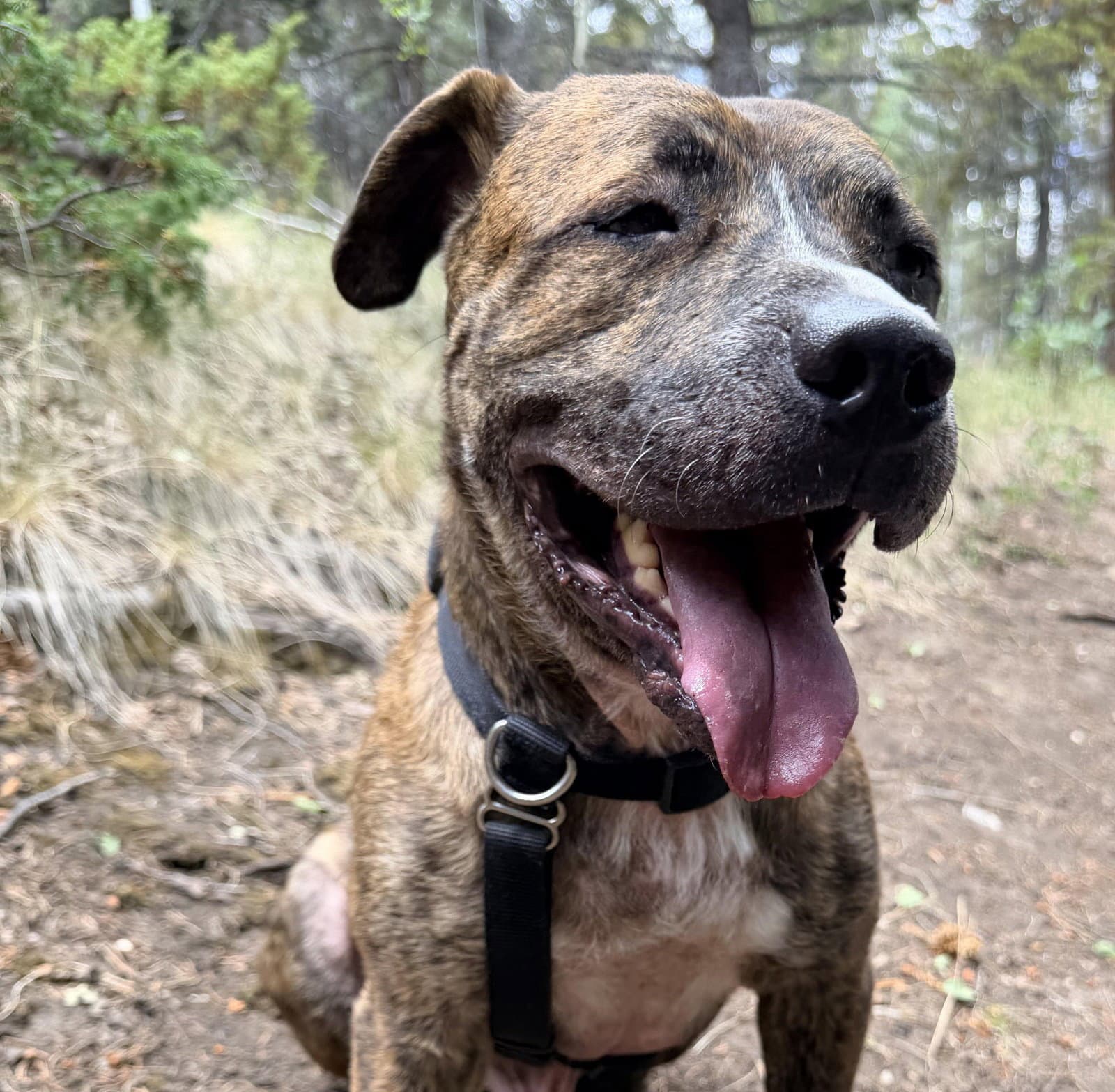 Dinamo - American Staffordshire Terrier