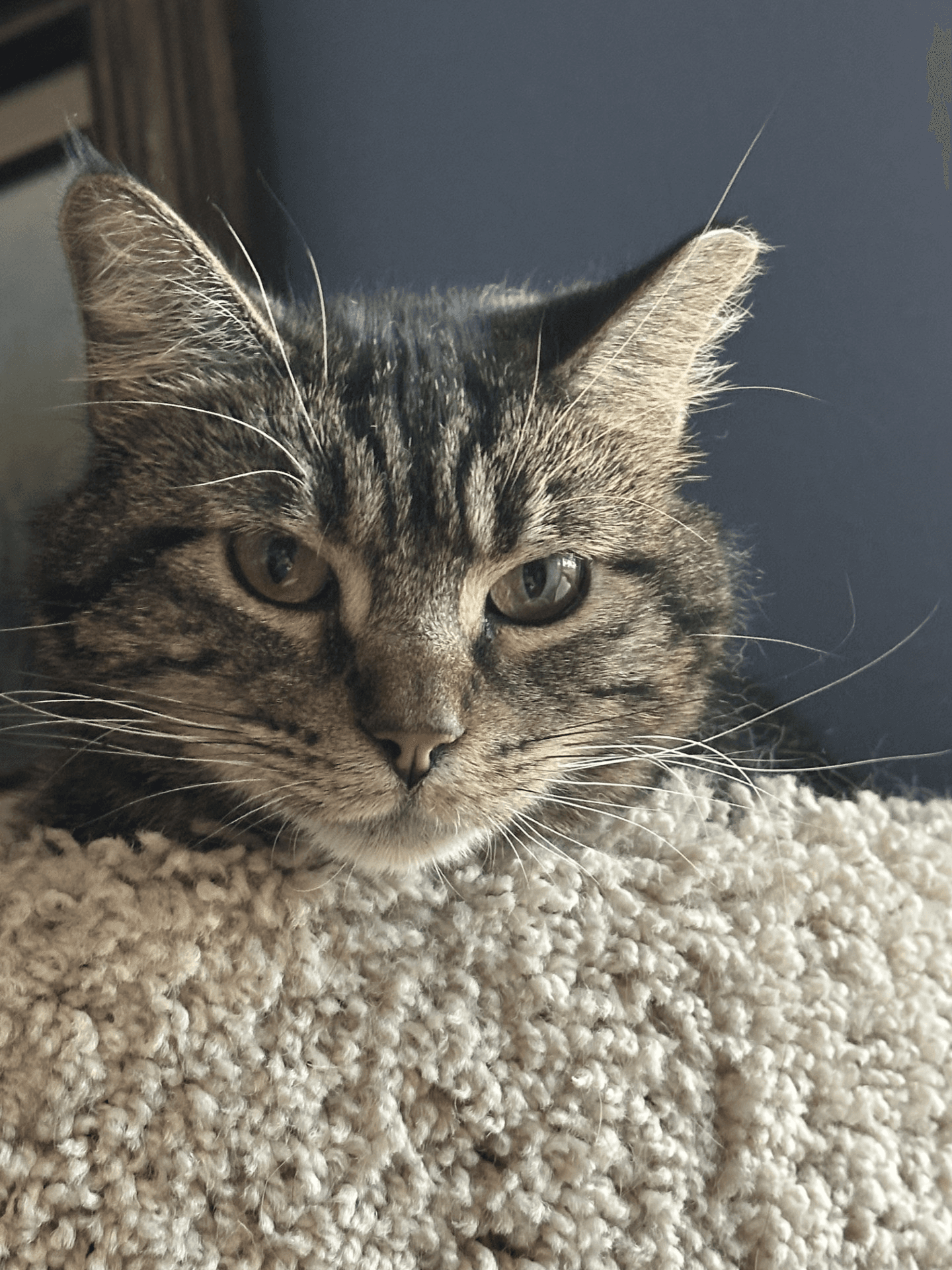 Dechen - Domestic Long Hair
