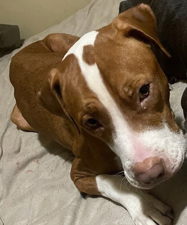 Peanut Courtesy Listing - Pit Bull Terrier