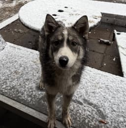 Raya Aka Baby Wolf Lol image 1