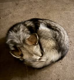 Raya Aka Baby Wolf Lol image 2
