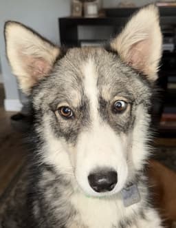 Raya Aka Baby Wolf Lol image 3