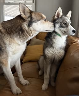 Raya Aka Baby Wolf Lol image 4
