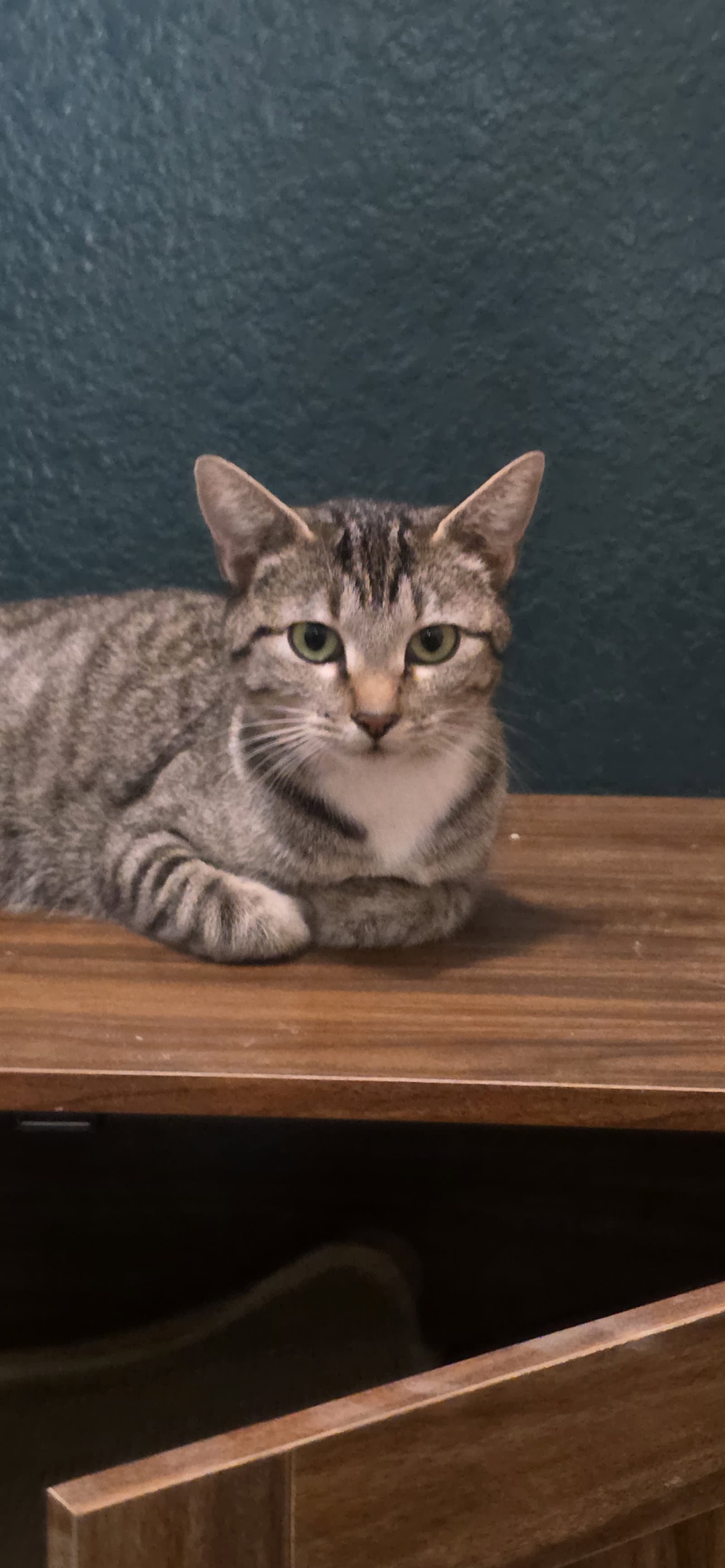 Madonna - Domestic Short Hair