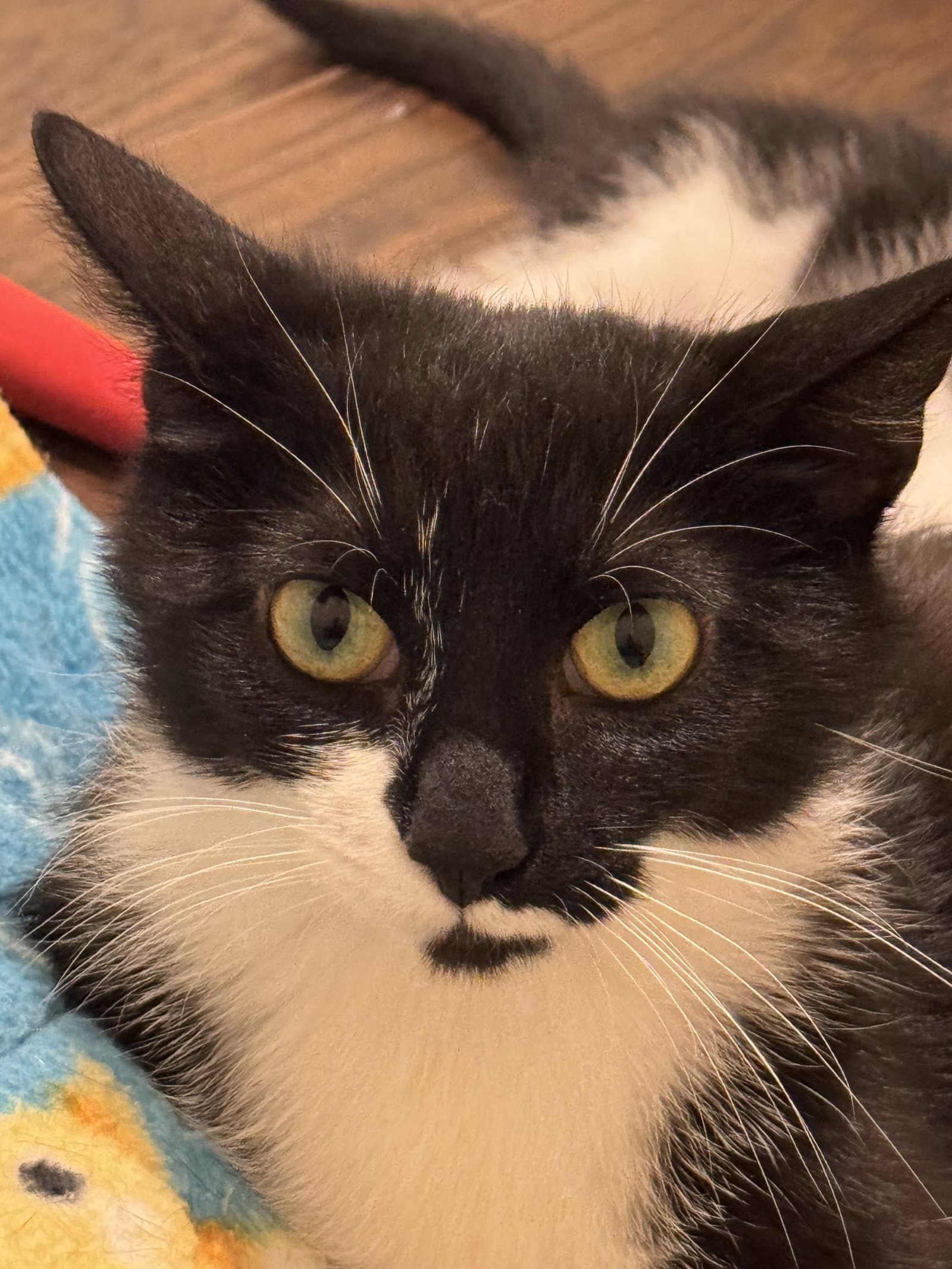 Stella - Domestic Short Hair