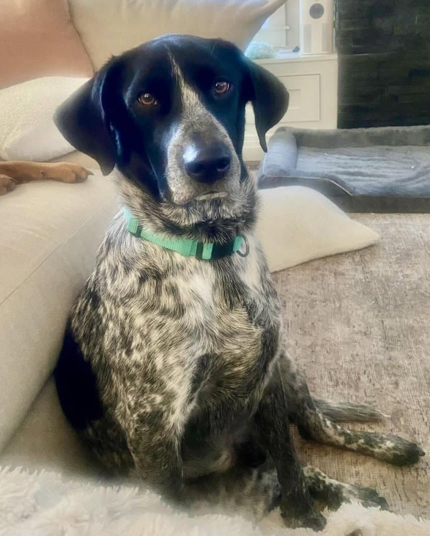 Winston Winnie Courtesy Listing - German Shorthaired Pointer