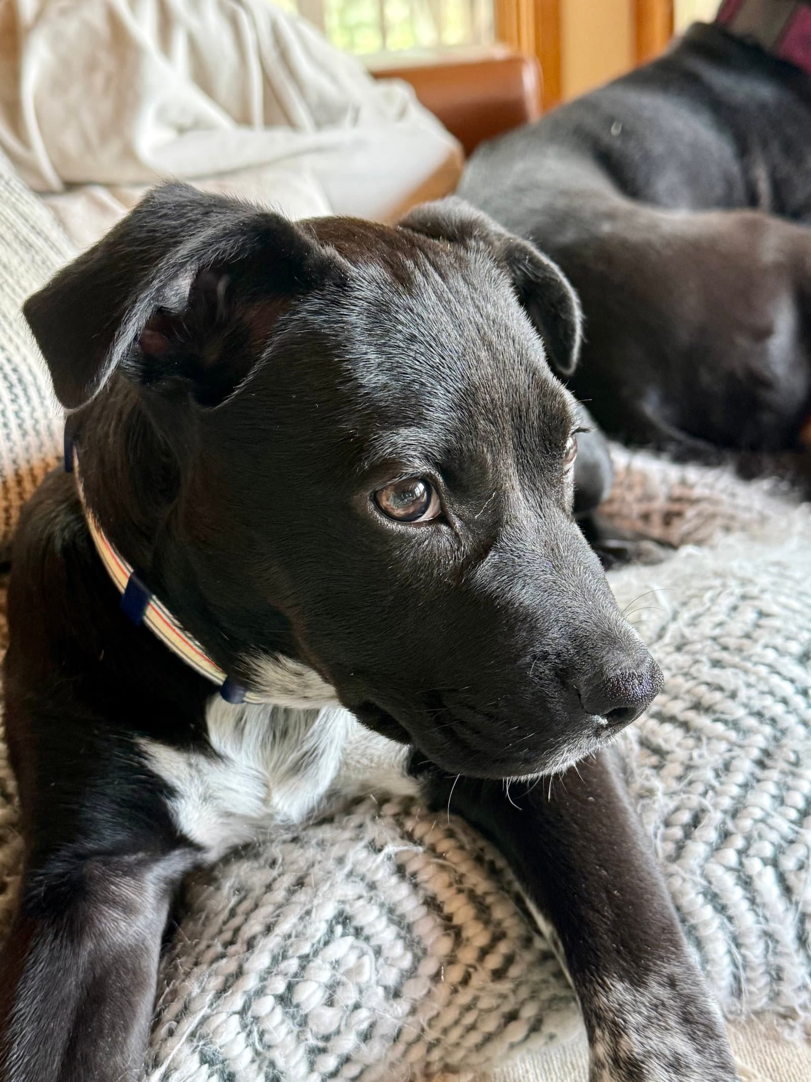 Leo - Labrador Retriever