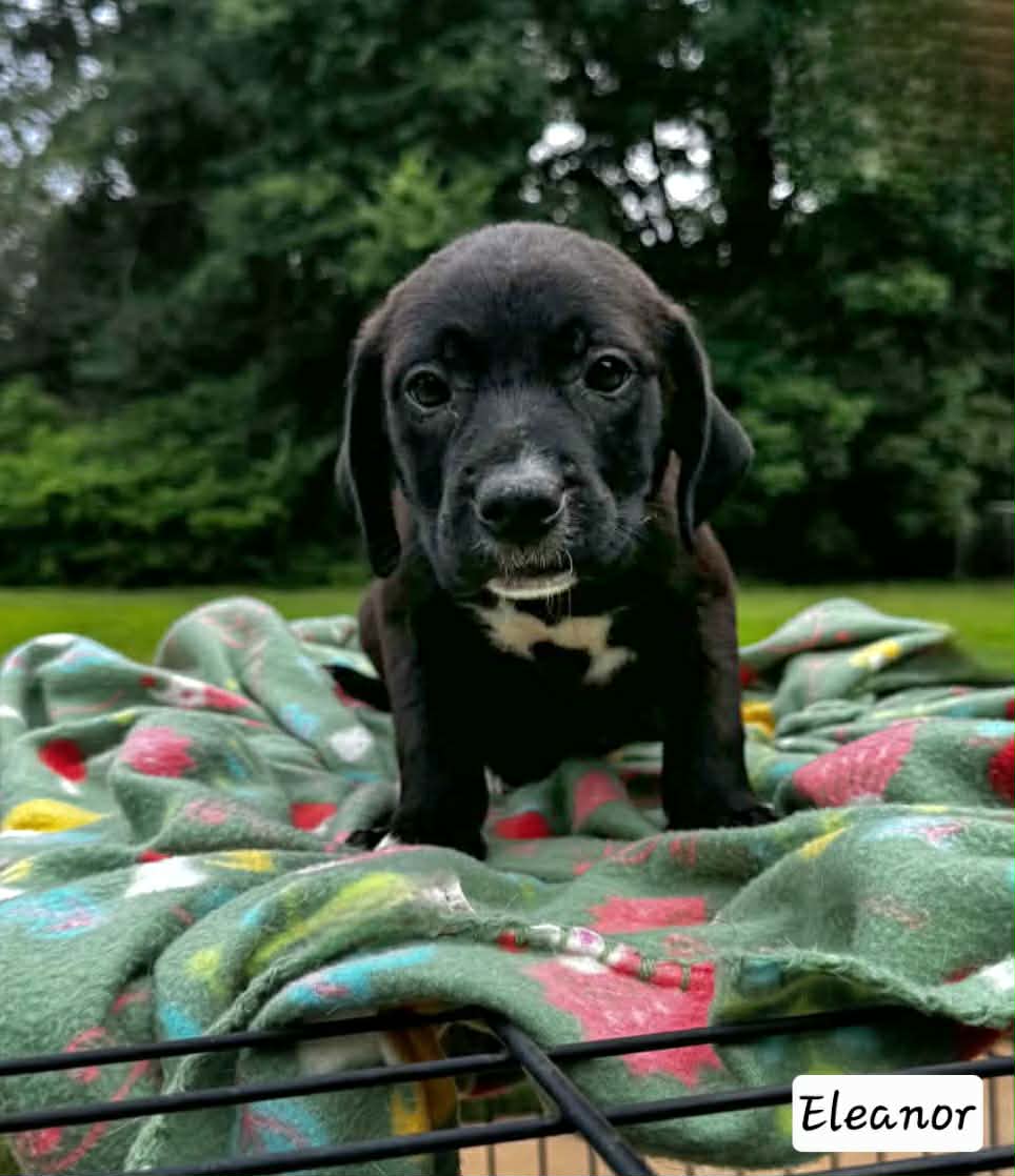 Eleanor - Labrador Retriever