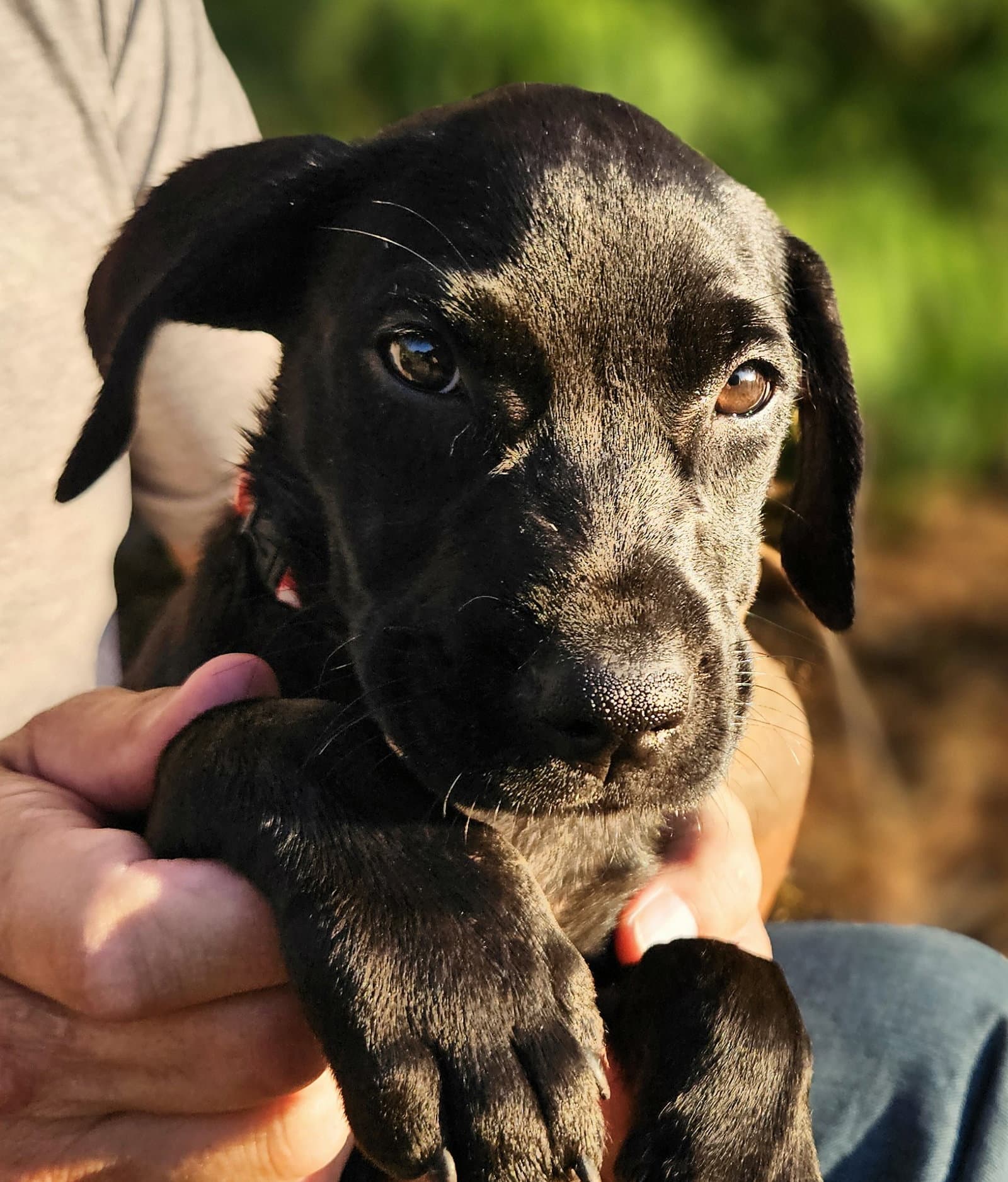Esther - Labrador Retriever