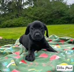 Etta Mae image 1