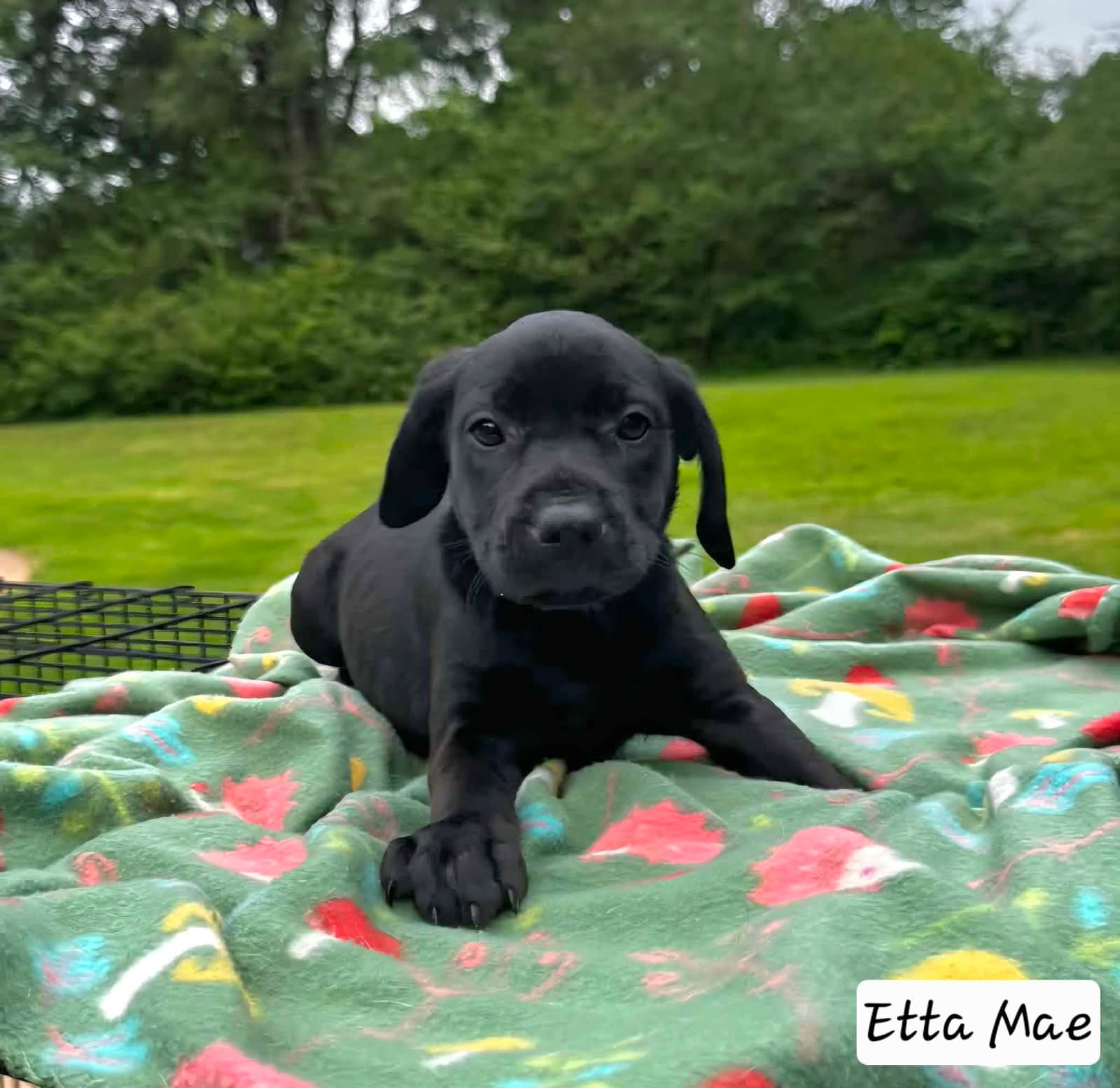 Etta Mae - Labrador Retriever