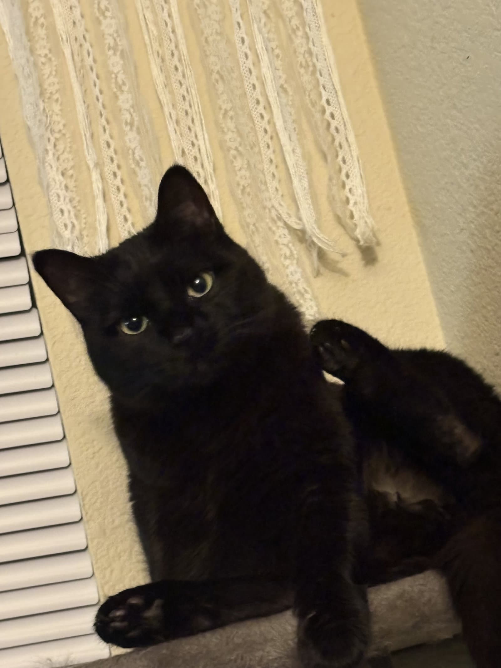 Boo Boo Kitty - Domestic Short Hair