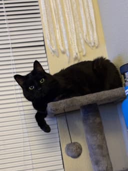 Boo Boo Kitty image 2