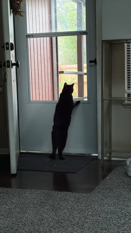 Boo Boo Kitty image 3