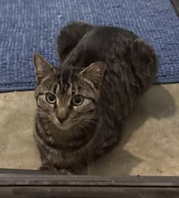 Purrito image 1