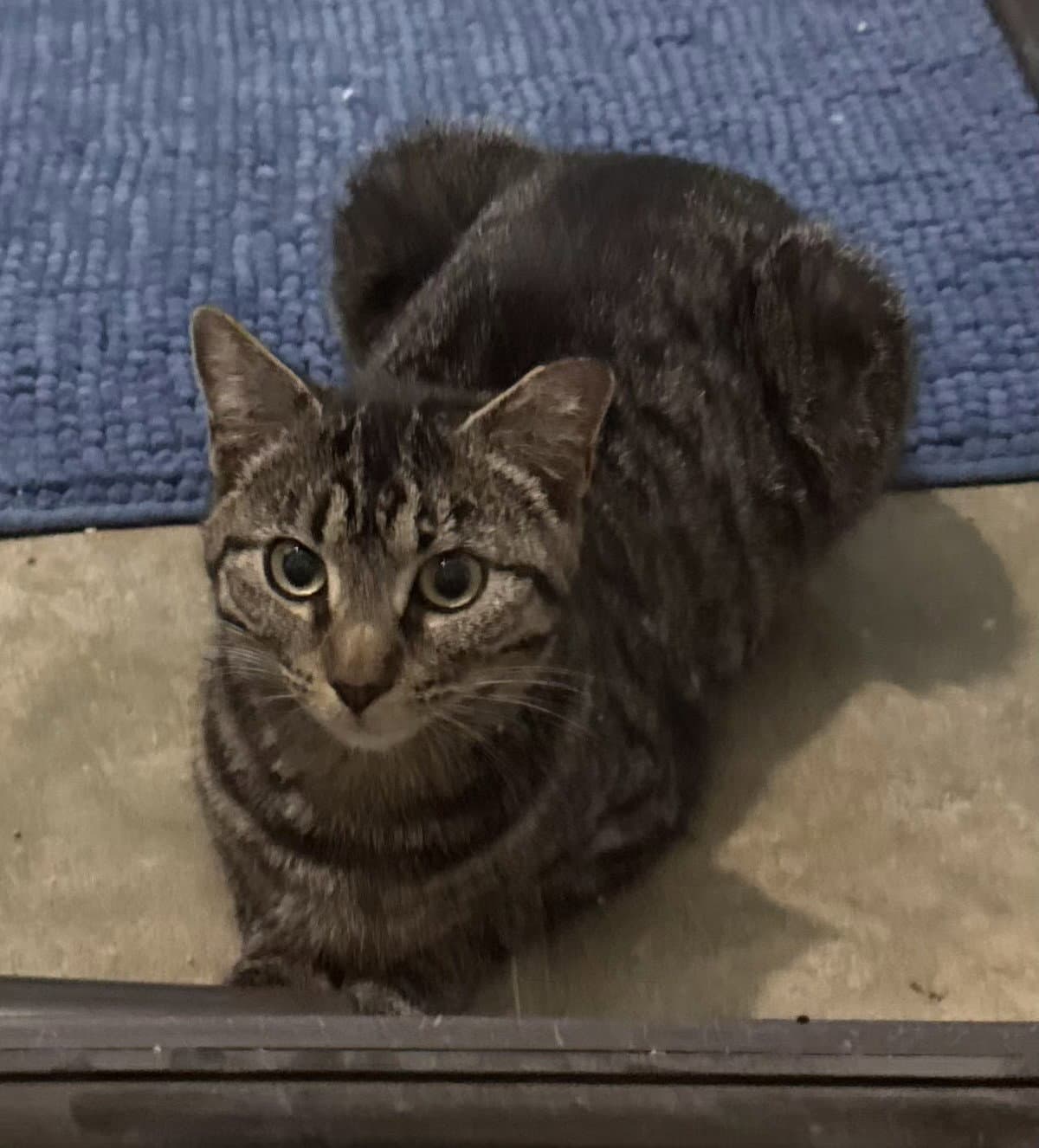 Purrito - Domestic Short Hair