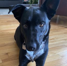 Molly image 1