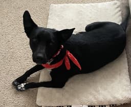 Molly image 3